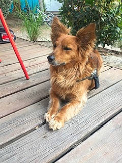 Garit a rejoint le concours — aidez-le/la à gagner de superbes lots ! canidae, carnivore, companion_dog, dog, dog_breed, dog_supply, fawn, fur, hardwood, liver, plank, plant, snout, sporting_group, terrier, toy_dog, water_dog, wood, working_animal, working_dog