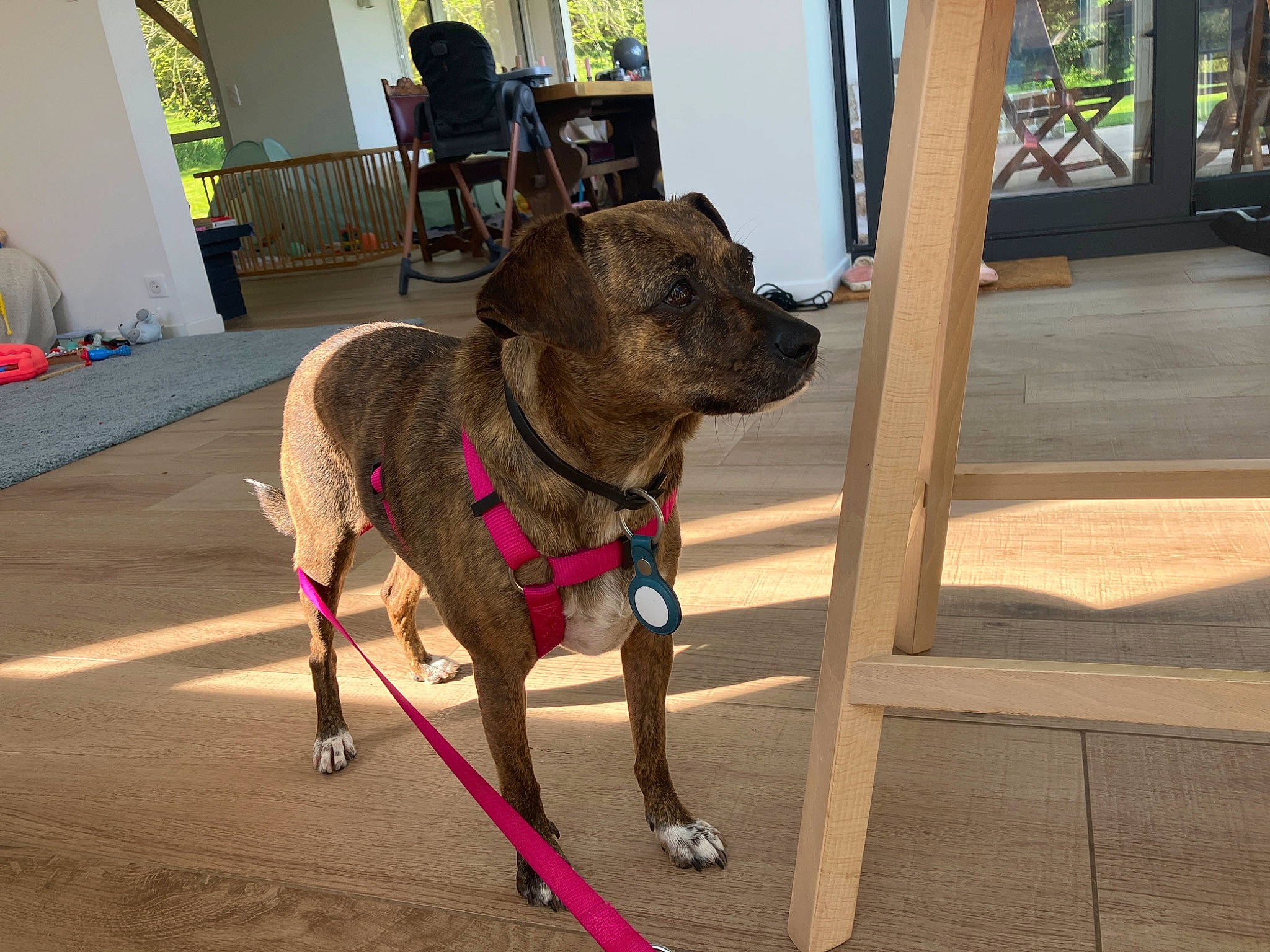 Moka a rejoint le concours — aidez-le/la à gagner de superbes lots ! canidae, carnivore, chair, collar, companion_dog, dog, dog_breed, dog_collar, dog_supply, fashion_accessory, fawn, flooring, houseplant, leash, liver, pet_supply, snout, sporting_group, tail, working_animal