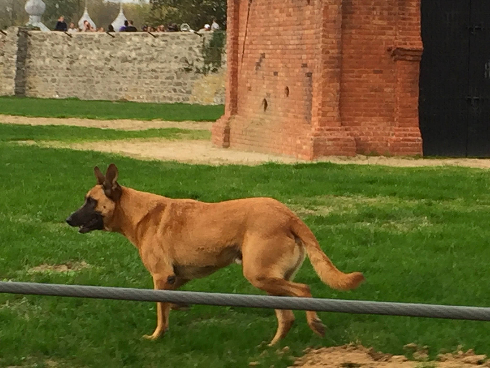 Rex a rejoint le concours — aidez-le/la à gagner de superbes lots ! big_cats, brick, building, canidae, carnivore, companion_dog, dog, dog_breed, dog_supply, fawn, grass, grassland, liver, plant, sporting_group, tail, terrestrial_animal, tree, wildlife, working_dog