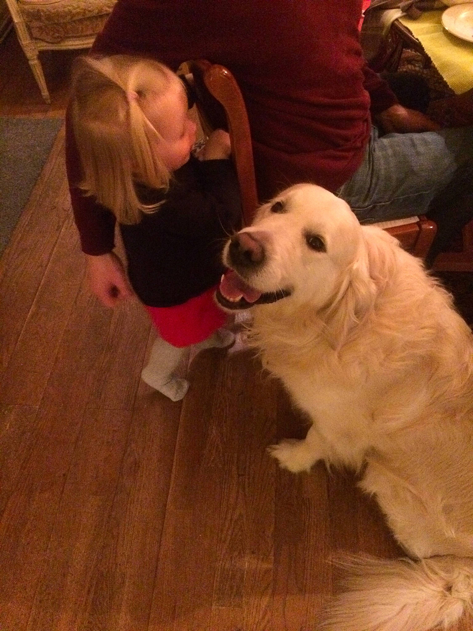 Goldy a rejoint le concours — aidez-le/la à gagner de superbes lots ! carnivore, companion_dog, dog, dog_breed, floor, flooring, fun, fur, happy, hardwood, laminate_flooring, livestock_guardian_dog, maremma_sheepdog, plank, sporting_group, varnish, wood, wood_flooring, wood_stain, working_animal