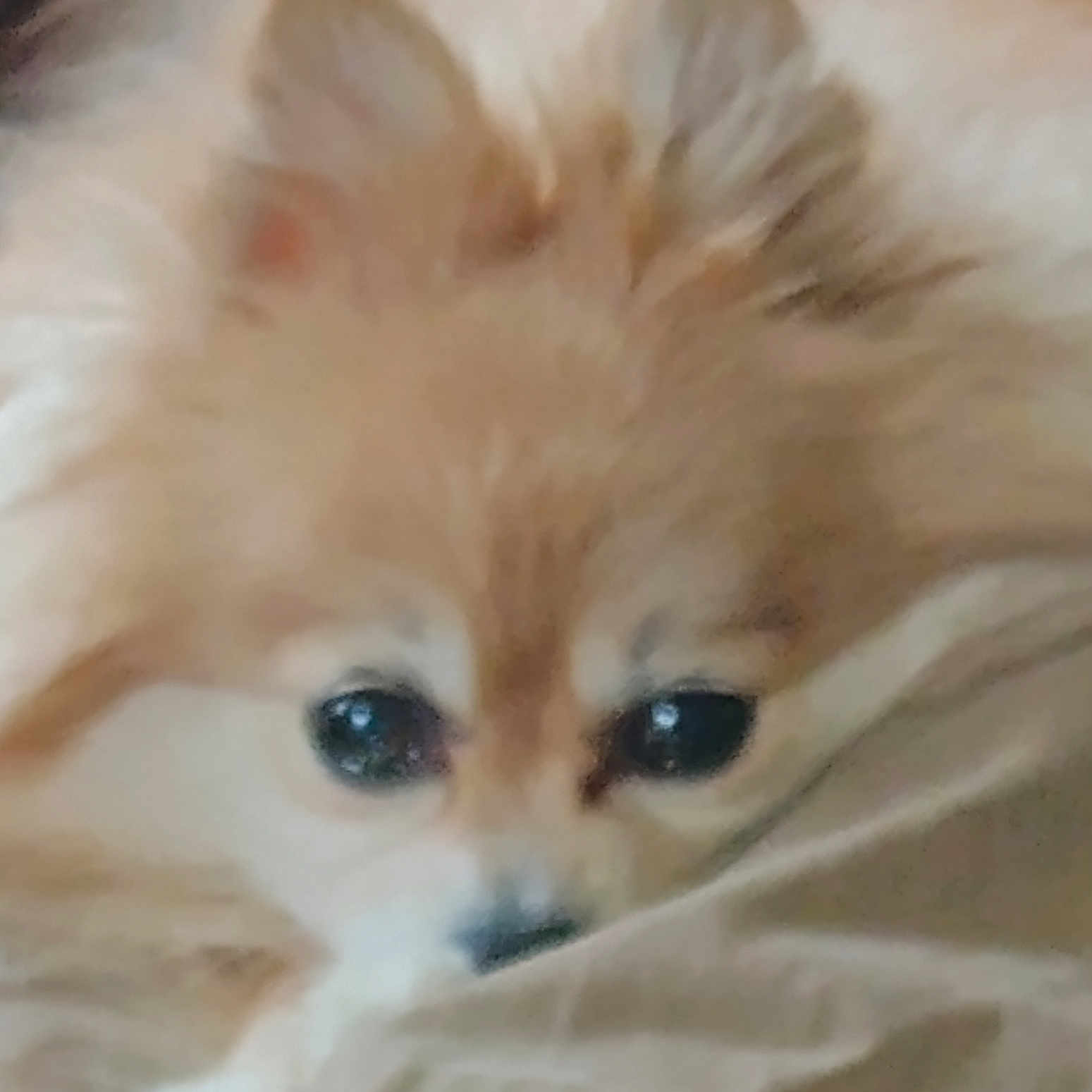 Willow is registered to the contest to win money with this photo: animal, blurry, close_up, companion, cute, cute_pet, dog, domestic_animal, ears, eyes, face, fluffy, fur, indoors, mammal, nose, pet, portrait, resting, soft