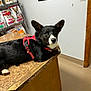animal, black_and_white, brown_floor, calm, canine, dog, ears_up, exam_table, fur, indoor, looking_at_camera, medium_size_dog, pet_food, pet_supplies, poster, red_harness, relaxed, shelf, veterinary_clinic, white_wall