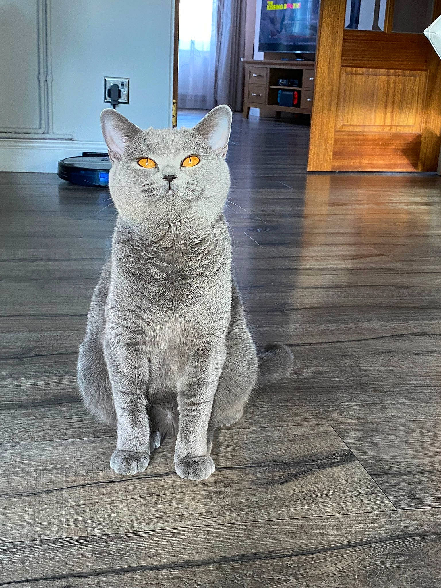 Alyce is registered to the contest to win money with this photo: art, carnivore, cat, cobblestone, domestic_short_haired_cat, door, eye, felidae, flooring, fur, grey, houseplant, pattern, road_surface, small_to_medium_sized_cats, snout, tail, whiskers, window, wood