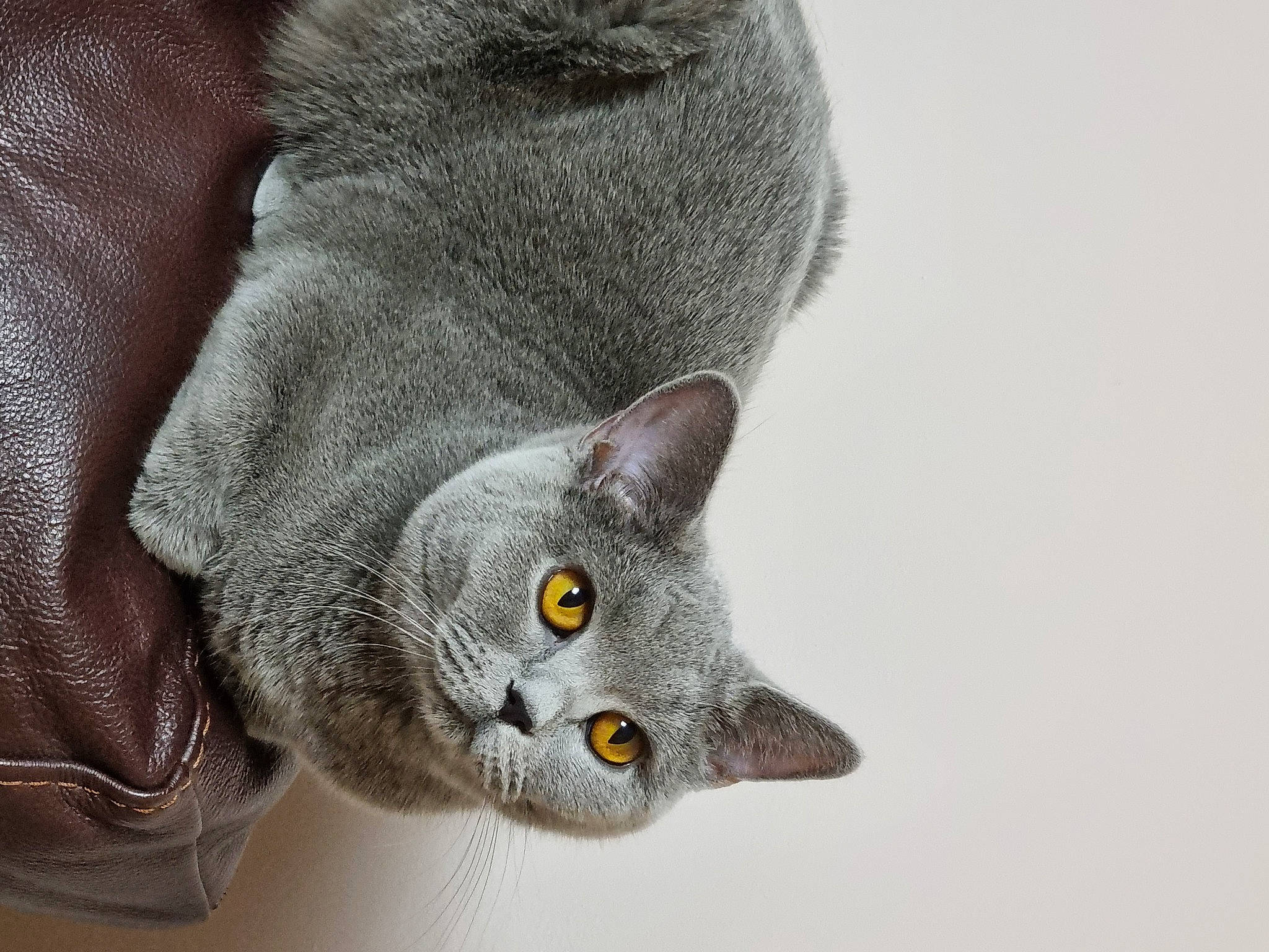 Alyce joined the competition — help win amazing prizes! carnivore, cat, domestic_short_haired_cat, ear, eye, felidae, fur, grey, russian_blue, small_to_medium_sized_cats, snout, whiskers