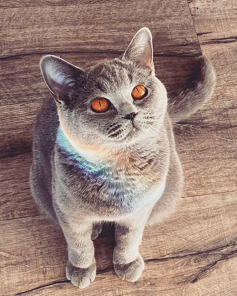 Alyce is registered to the contest to win money with this photo: art, carnivore, cat, domestic_short_haired_cat, fawn, felidae, fur, grey, paw, photo_caption, sitting, small_to_medium_sized_cats, snout, tail, terrestrial_animal, whiskers, wildlife, window, wood