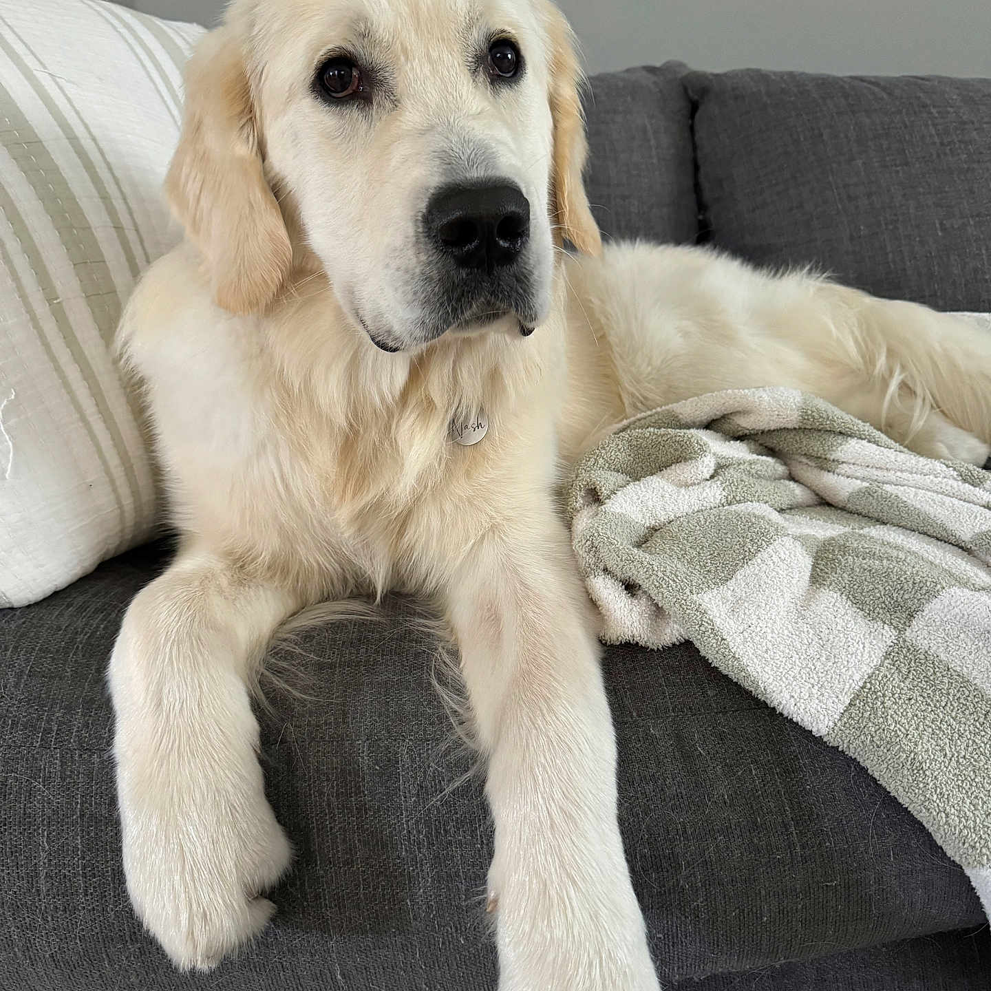 Nash is registered to the contest to win money with this photo: animal, blanket, canine, chair, cockerspaniel, couch, cushion, dog, furniture, goldenretriever, homedecor, hound, labradorretriever, linen, pet, puppy, snout, terrier, whitedog