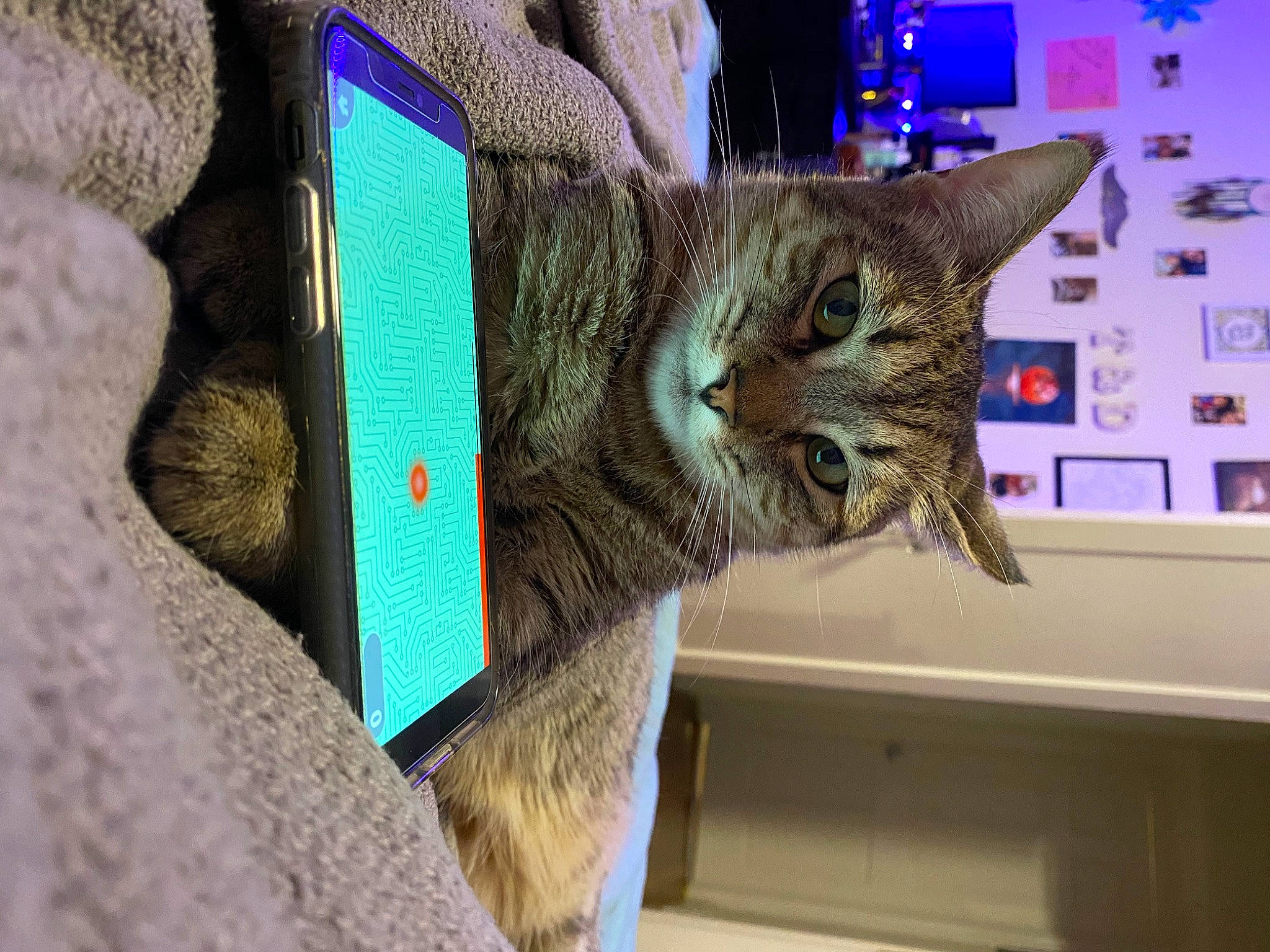 Nayla joined the competition — help win amazing prizes! american_shorthair, asian, california_spangled, carnivore, cat, domestic_short_haired_cat, dragon_li, european_shorthair, felidae, fur, kitten, ocicat, organism, pixie_bob, small_to_medium_sized_cats, snout, tabby_cat, tree, whiskers, wild_cat