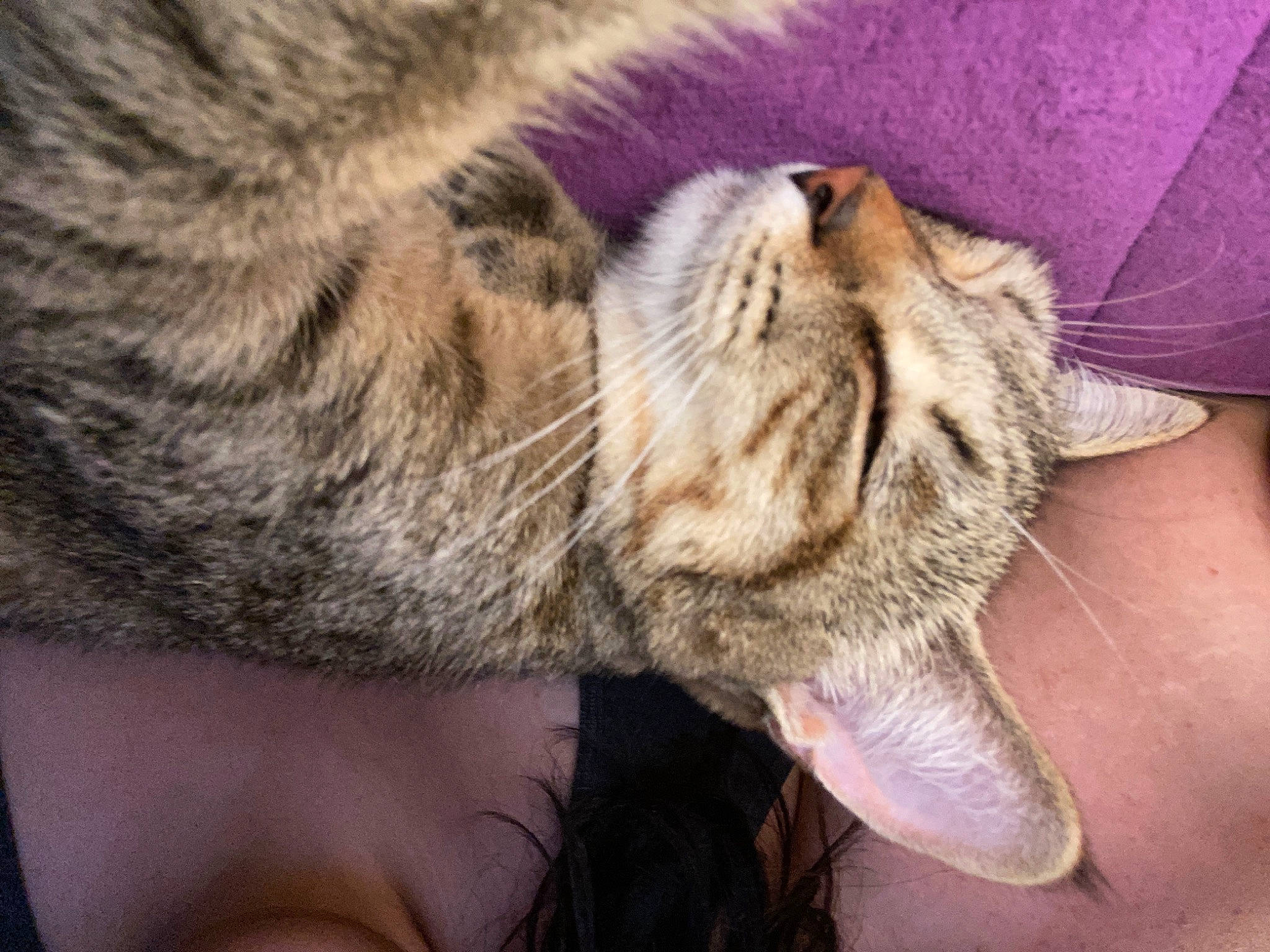 Nayla joined the competition — help win amazing prizes! asian, carnivore, cat, chausie, claw, close_up, domestic_short_haired_cat, dragon_li, european_shorthair, eye, felidae, fur, hand, mouth, nose, pixie_bob, small_to_medium_sized_cats, snout, tabby_cat, whiskers