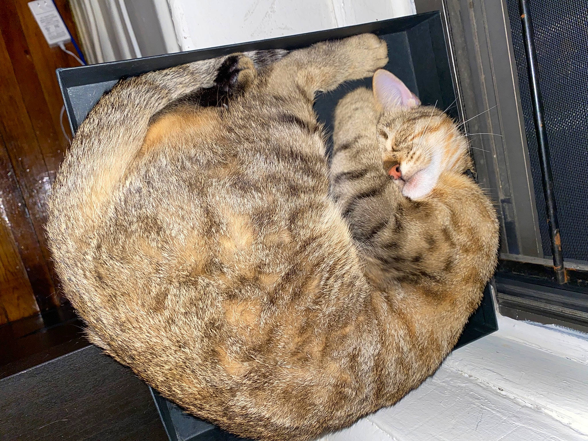 Nayla joined the competition — help win amazing prizes! asian, carnivore, cat, cat_bed, chausie, domestic_short_haired_cat, dragon_li, egyptian_mau, european_shorthair, felidae, fur, ocicat, small_to_medium_sized_cats, tabby_cat, whiskers, wild_cat