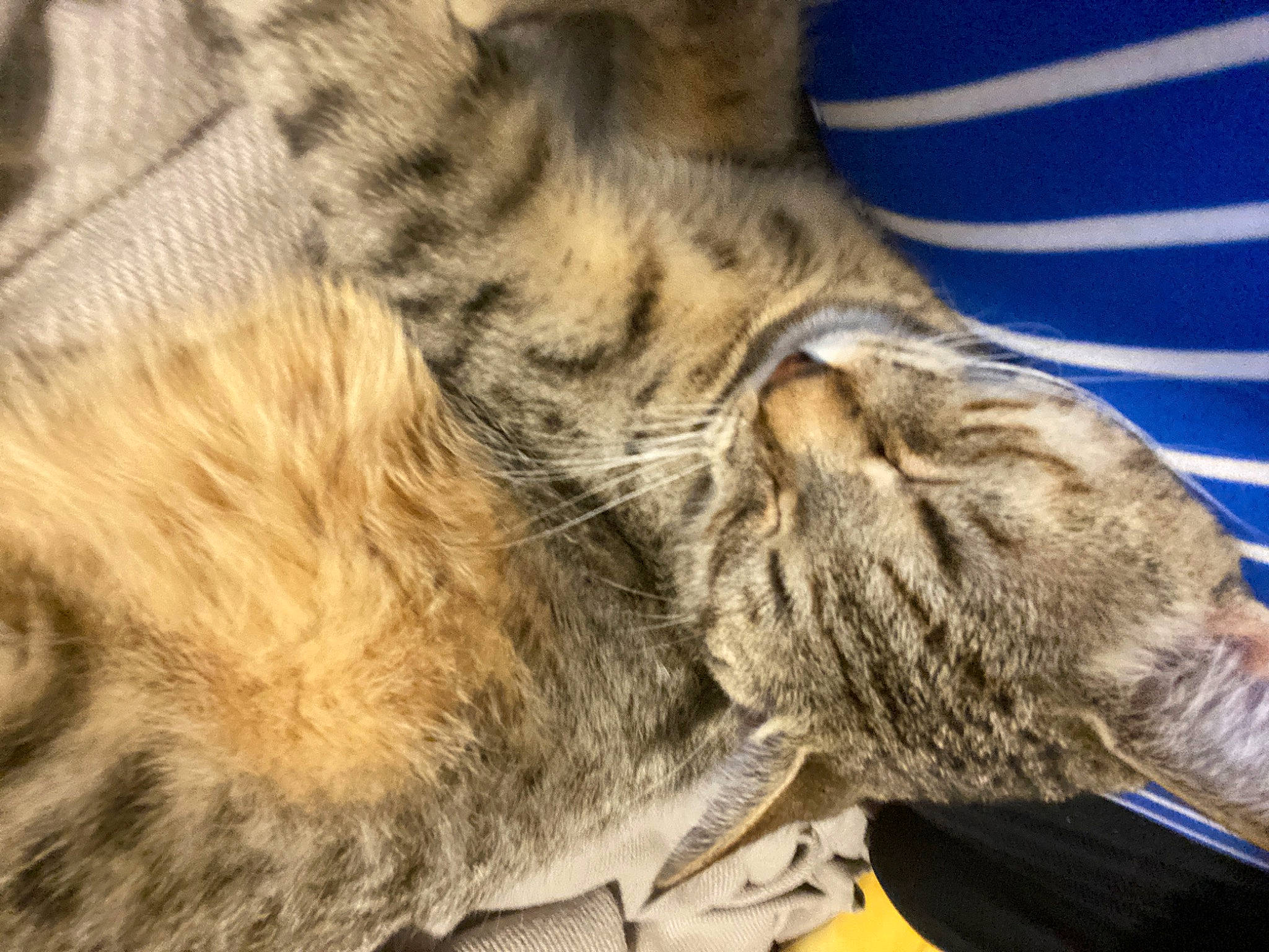 Nayla joined the competition — help win amazing prizes! carnivore, cat, domestic_short_haired_cat, dragon_li, egyptian_mau, european_shorthair, felidae, fur, kitten, maine_coon, nap, norwegian_forest_cat, ocicat, pixie_bob, sleep, small_to_medium_sized_cats, tabby_cat, tail, toyger, whiskers