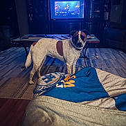 Ella is registered to the contest to win money with this photo: dog, living_room, rug, coffee_table, television, blanket, furniture, wooden_floor, person, indoor, brown_and_white_dog, decor, entertainment, relaxation, home, couch, music, band, screen, casual