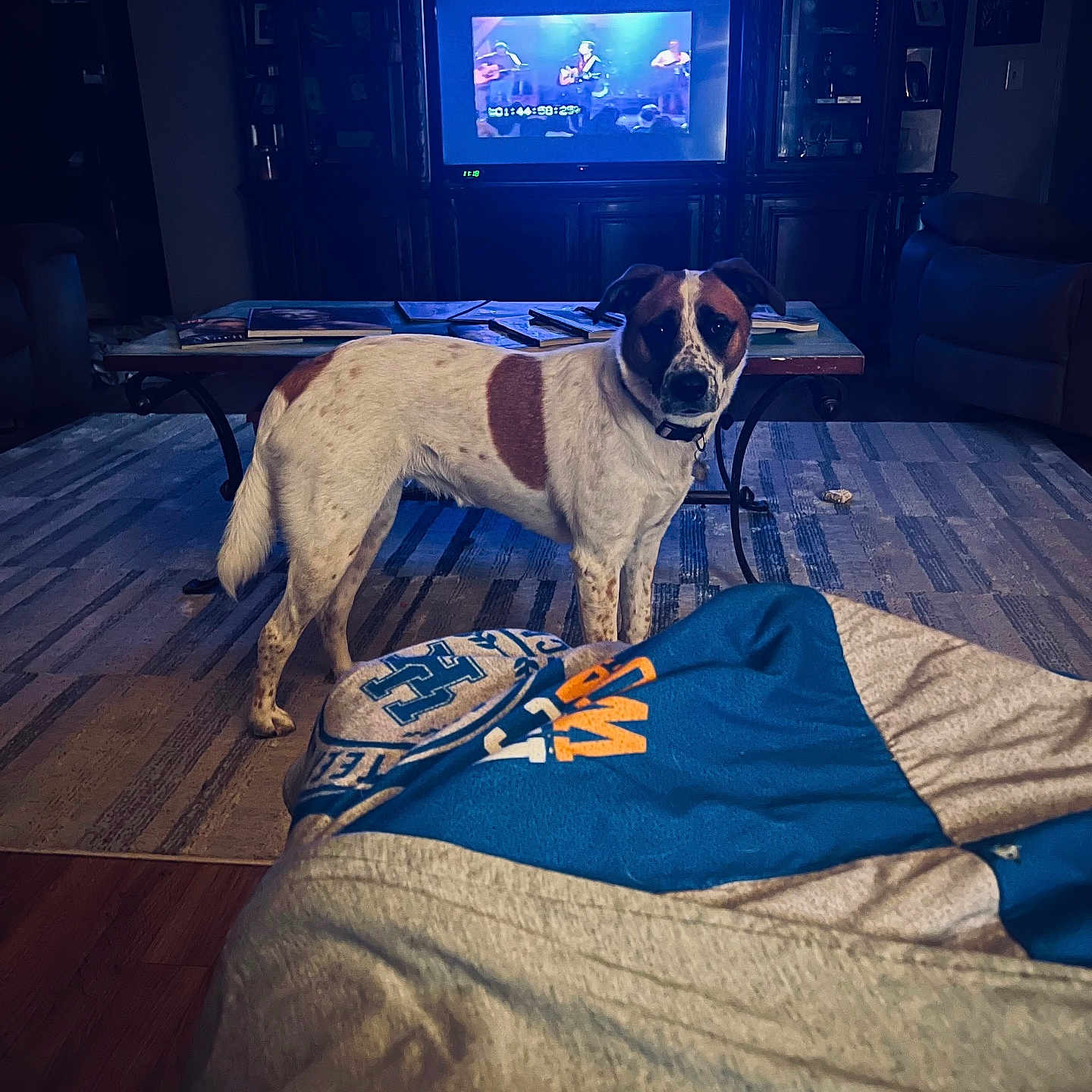 Ella is registered to the contest to win money with this photo: band, blanket, brown_and_white_dog, casual, coffee_table, couch, decor, dog, entertainment, furniture, home, indoor, living_room, music, person, relaxation, rug, screen, television, wooden_floor