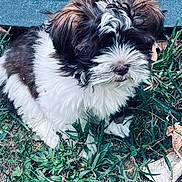 Rupp is registered to the contest to win money with this photo: puppy, dog, grass, outdoor, fur, brown, white, pet, cute, animal, nature, leaf, scruffy, small_dog, sitting, canine, young, playful, fluffy, portrait