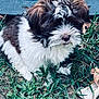 puppy, dog, grass, outdoor, fur, brown, white, pet, cute, animal, nature, leaf, scruffy, small_dog, sitting, canine, young, playful, fluffy, portrait