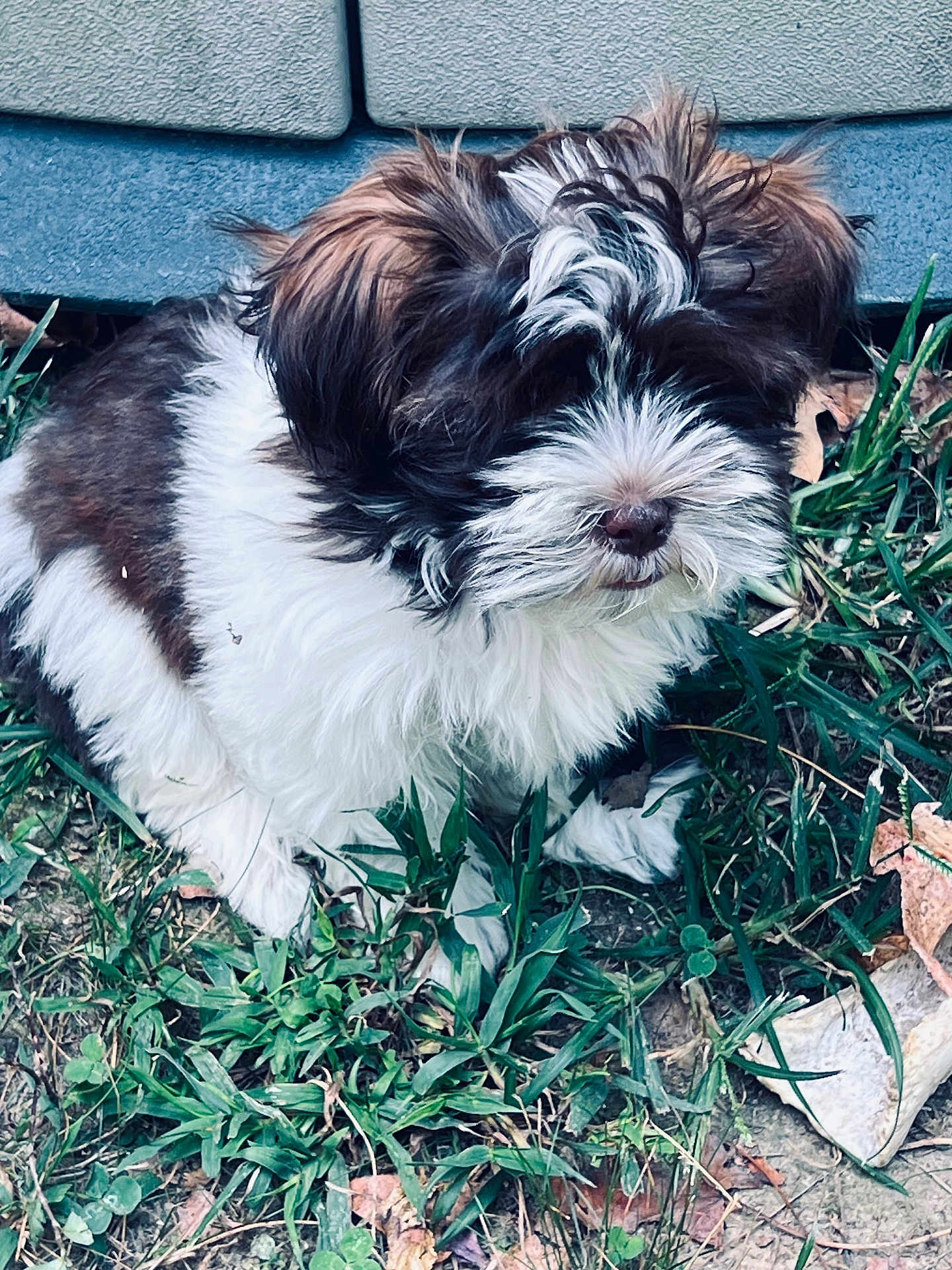 Rupp is registered to the contest to win money with this photo: puppy, dog, grass, outdoor, fur, brown, white, pet, cute, animal, nature, leaf, scruffy, small_dog, sitting, canine, young, playful, fluffy, portrait
