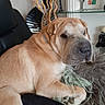 dog, shar_pei, tan_fur, wrinkles, sleepy, lying_down, indoor, living_room, couch, blanket, collar, pet, muzzle, nose, paws, floppy_ears, relaxed, portrait, home_decor, furniture