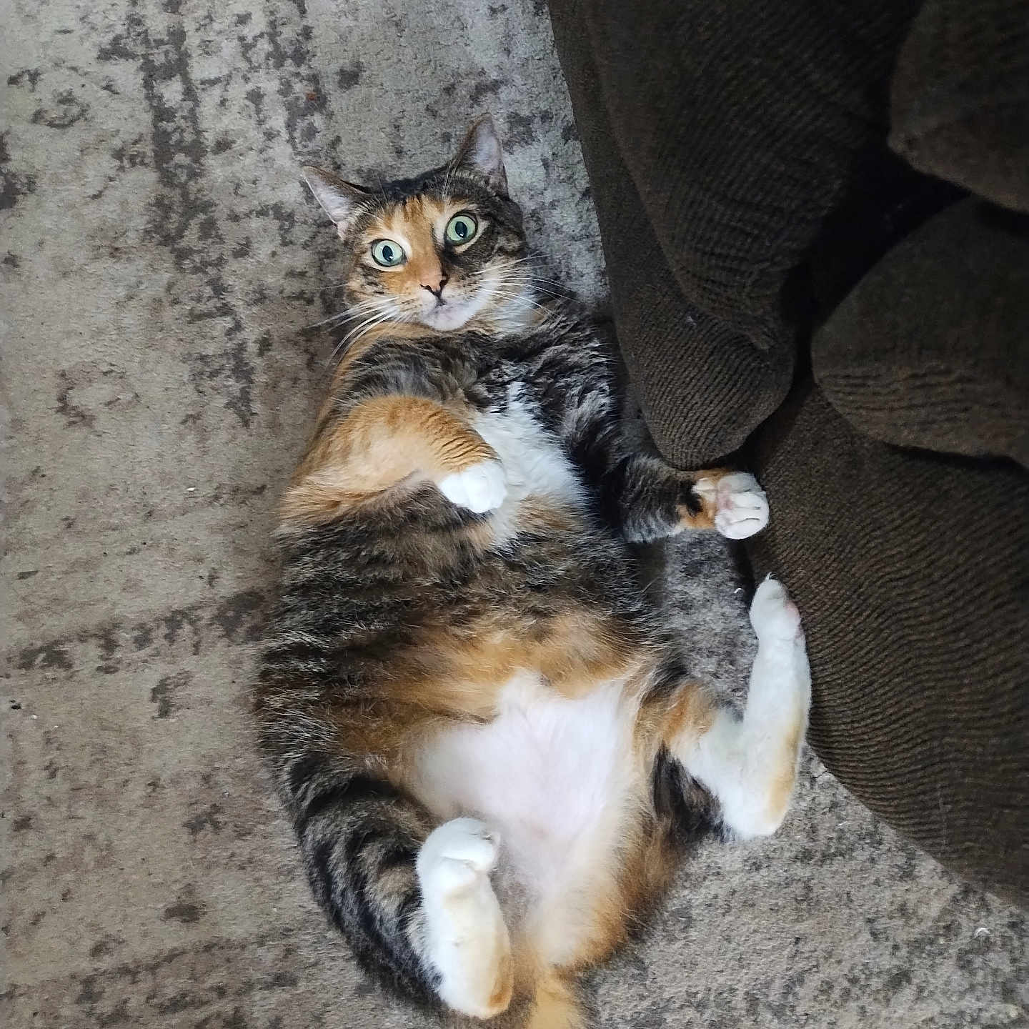 Suzee is registered to the contest to win money with this photo: cat, indoor, carpet, furniture, couch, wide_eyes, surprised, pet, tabby, white_paws, belly, lying_down, floor, cozy, fur, domestic_animal, relaxed, playful, animal, home