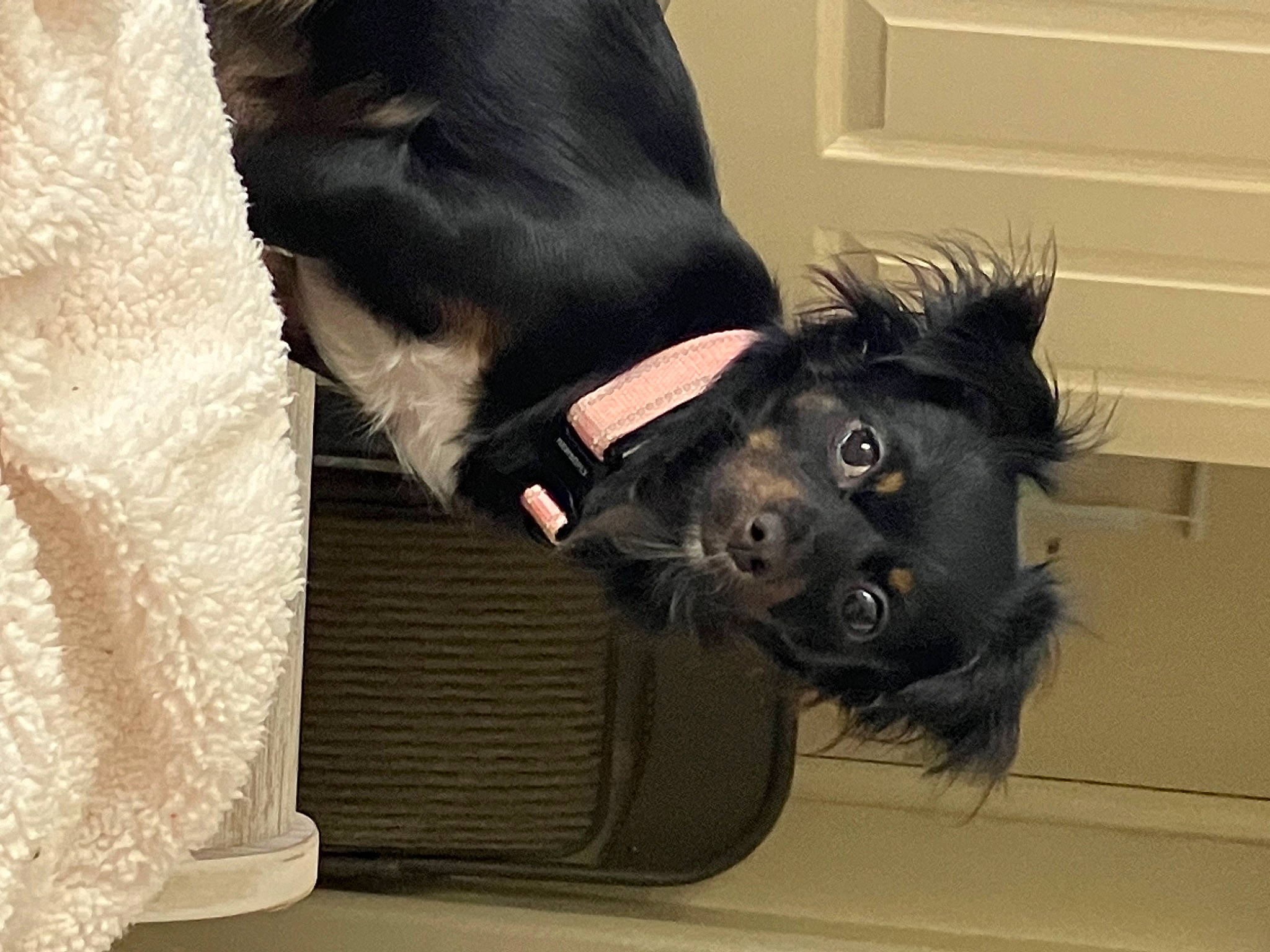 Sock is registered to the contest to win money with this photo: canidae, carnivore, collar, comfort, companion_dog, dog, dog_breed, dog_collar, dog_supply, ear, fur, giant_dog_breed, guard_dog, mammal, pet_supply, snout, sporting_group, tail, vertebrate, working_animal