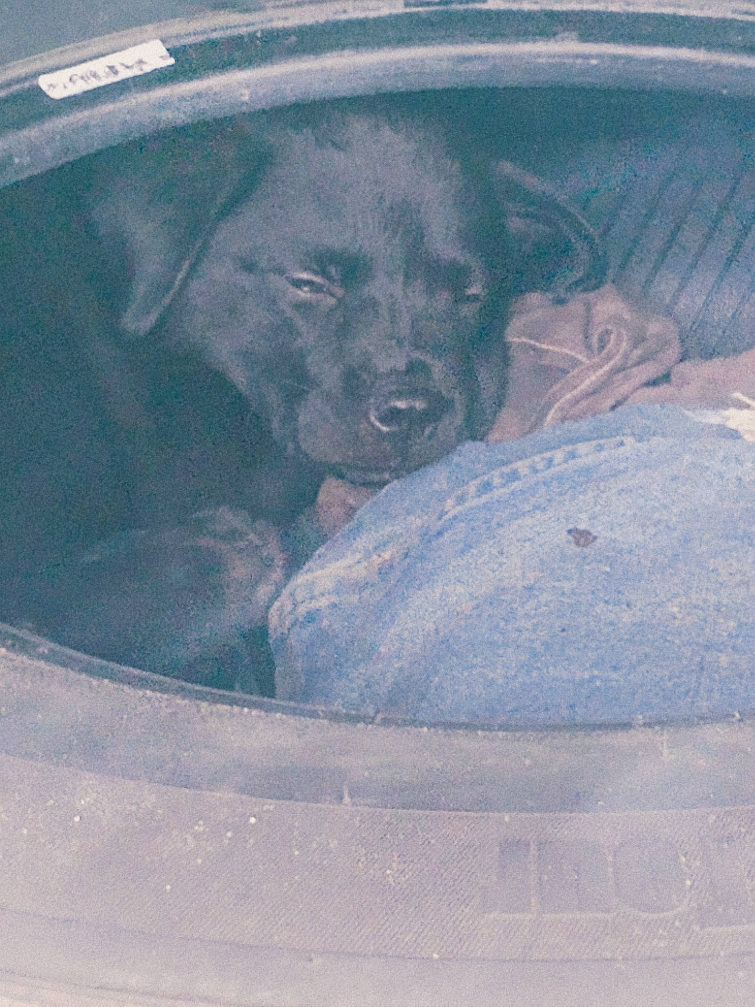 Trinity joined the competition — help win amazing prizes! automotive_design, automotive_exterior, automotive_tire, carnivore, companion_dog, dog, dog_breed, door, electric_blue, hood, motor_vehicle, painting, personal_luxury_car, snout, sporting_group, tints_and_shades, vehicle_door, window, windscreen_wiper, working_animal