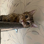 Tami participe au concours pour gagner de l'argent avec cette photo : cat, tabby, pet, animal, indoor, curious, wide_eyes, feline, whiskers, ears, perch, furniture, wallpaper, pattern, leaf_pattern, relaxed, cute, closeup, portrait, domestic_cat