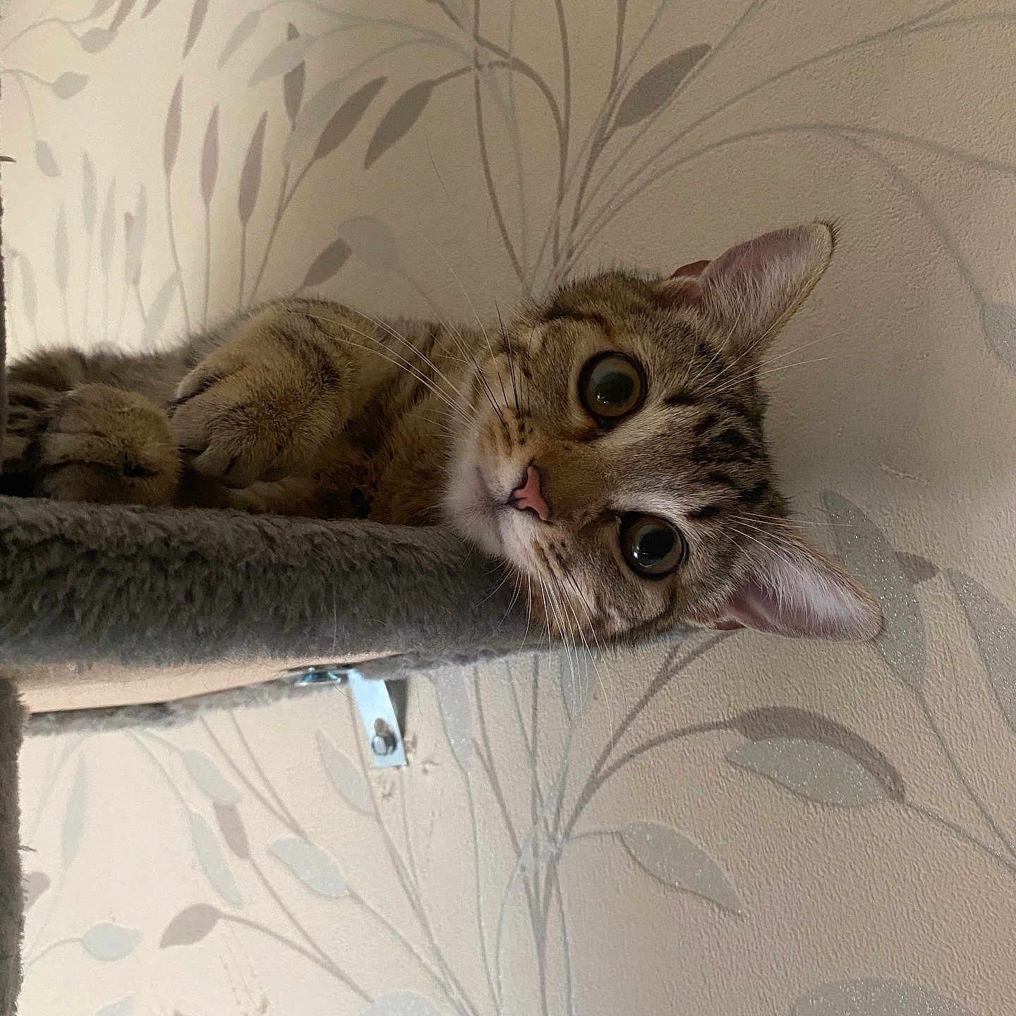 Tami participe au concours pour gagner de l'argent avec cette photo : cat, tabby, pet, animal, indoor, curious, wide_eyes, feline, whiskers, ears, perch, furniture, wallpaper, pattern, leaf_pattern, relaxed, cute, closeup, portrait, domestic_cat