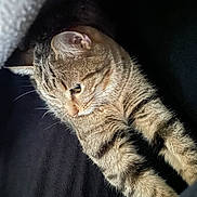 Tami participe au concours pour gagner de l'argent avec cette photo : animal, black_background, cat, closeup, cute, domestic, feline, fur, indoors, mammal, paws, pet, portrait, relaxed, sleepy, soft_light, stretching, striped, tabby, whiskers
