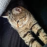 animal, black_background, cat, closeup, cute, domestic, feline, fur, indoors, mammal, paws, pet, portrait, relaxed, sleepy, soft_light, stretching, striped, tabby, whiskers