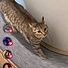 Tami participe au concours pour gagner de l'argent avec cette photo : animal, blur, blurred, cat, curved_surface, cute, feline, floor, hearts, indoor, likes, motion, overlay, pet, profile_icons, social_media, tabby, vertical, walking, wall