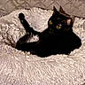 animal, black_cat, cat, comfort, cozy, cute, dark, domestic_animal, feline, fluffy_bed, fur, home, indoor, pet_bed, relaxed, resting, seat, shadow, soft_texture, yellow_eyes