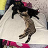 animal, bed, black_cat, blanket, carpet, cat, cozy, cuddle, cute, feline, friendship, home, indoor, pets, plush_toy, relaxing, resting, soft, striped, tabby_cat