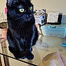 animal, black_cat, cat, closeup, container, cozy, curiosity, domestic, domestic_cat, feline, glass_table, household_items, indoor, note, pet, reflection, side_view, sitting, table, yellow_eyes