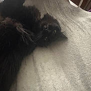 Salem is registered to the contest to win money with this photo: cat, black_cat, fluffy, pet, indoor, blanket, soft_texture, lying_down, curious, relaxed, animal, feline, whiskers, ears, eyes, home, cozy, fur, resting, cute