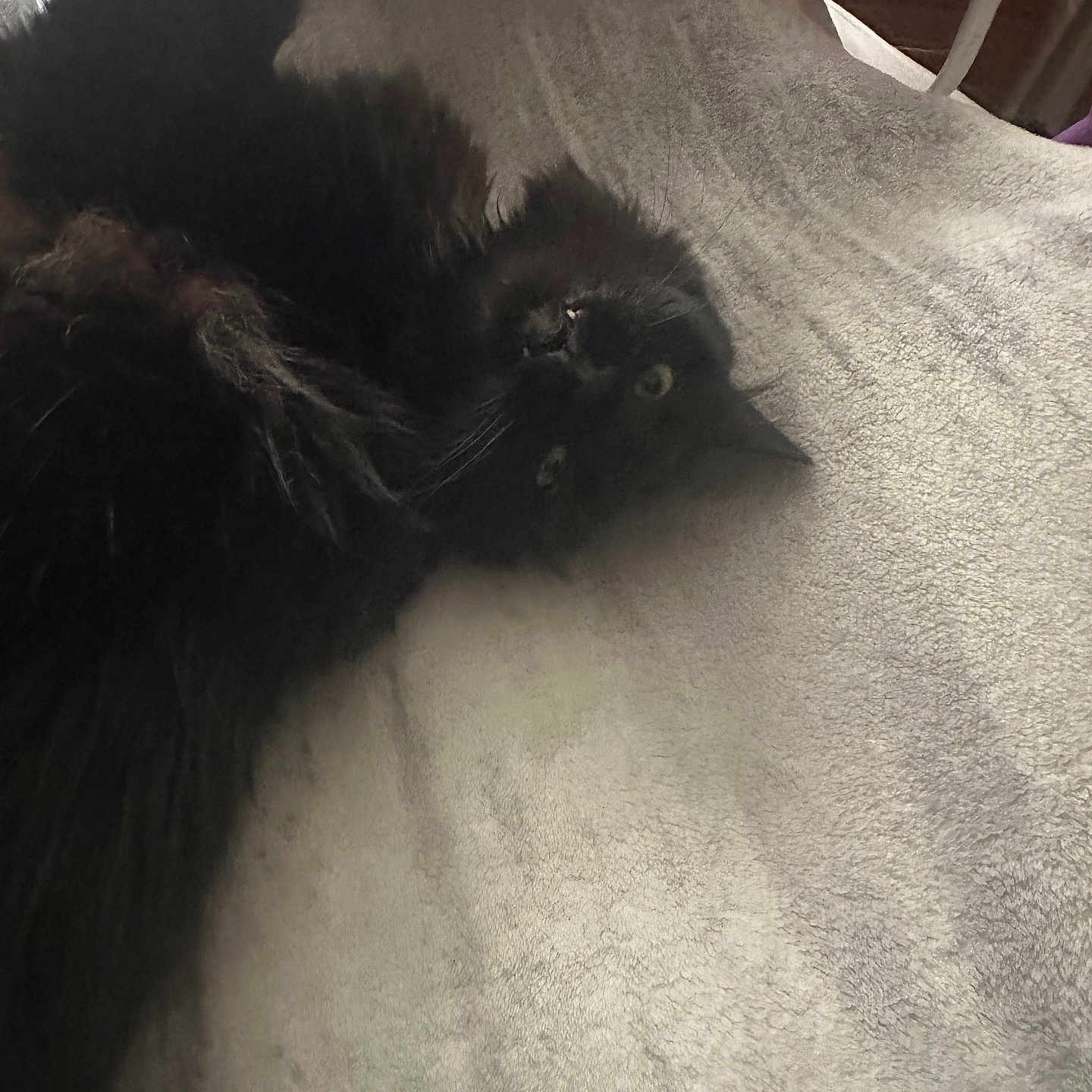 Salem is registered to the contest to win money with this photo: animal, black_cat, blanket, cat, cozy, curious, cute, ears, eyes, feline, fluffy, fur, home, indoor, lying_down, pet, relaxed, resting, soft_texture, whiskers