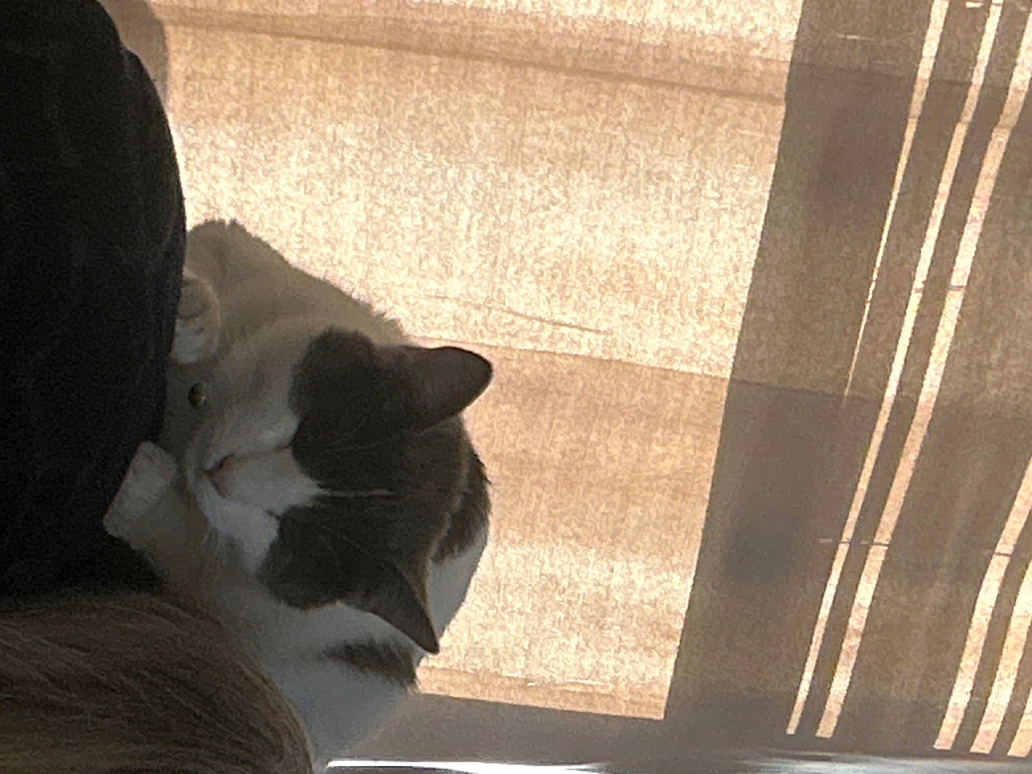 Kahlua is registered to the contest to win money with this photo: carnivore, cat, comfort, domestic_short_haired_cat, felidae, flooring, fur, hardwood, human_leg, paw, room, shade, shadow, small_to_medium_sized_cats, snout, tail, tints_and_shades, whiskers, window, wood