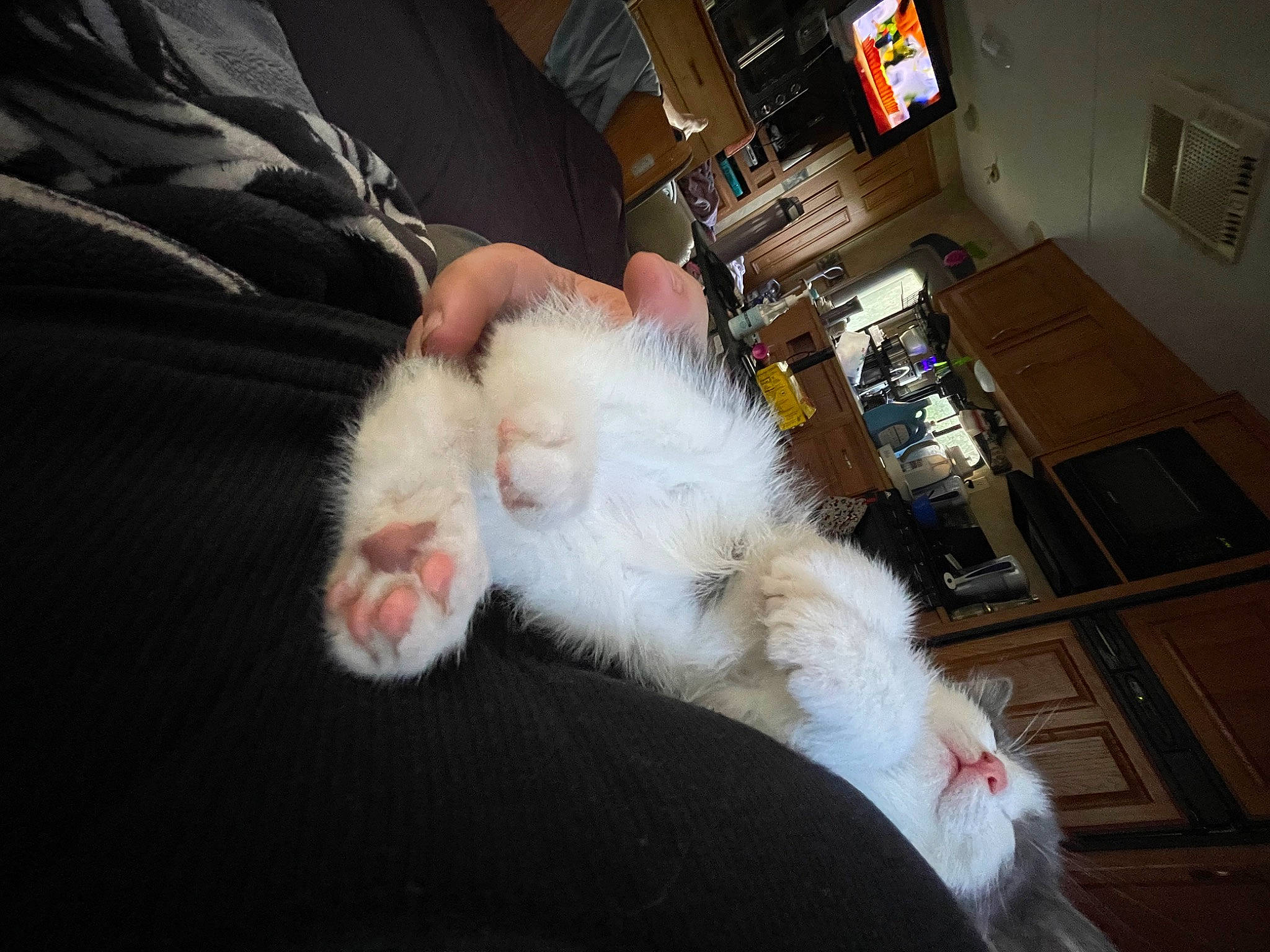 Kahlua is registered to the contest to win money with this photo: claw, comfort, companion_dog, countertop, dog_breed, felidae, flooring, foot, fur, lap, non_sporting_group, paw, picture_frame, room, shelf, small_to_medium_sized_cats, tail, television, whiskers