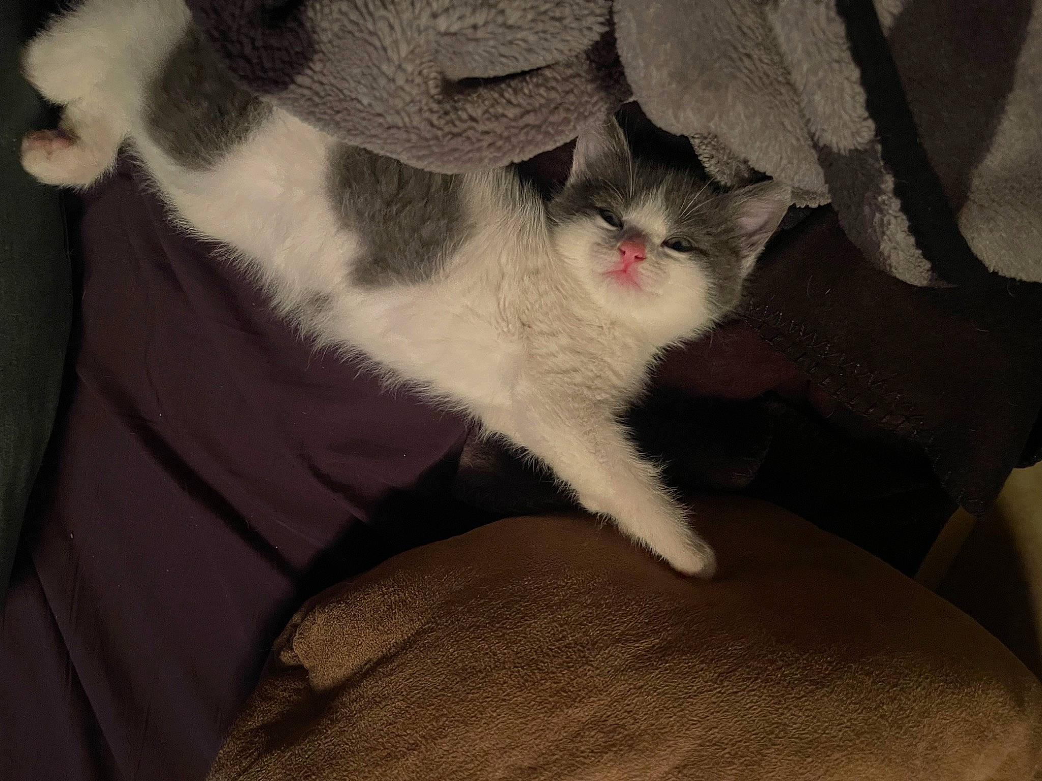 Kahlua is registered to the contest to win money with this photo: carnivore, cat, cloud, comfort, domestic_short_haired_cat, fawn, felidae, fur, nap, paw, sleep, small_to_medium_sized_cats, snout, tail, tints_and_shades, whiskers