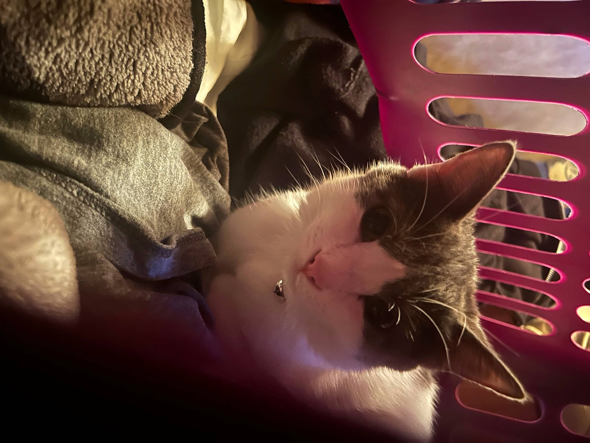 Kahlua is registered to the contest to win money with this photo: automotive_lighting, carnivore, cat, claw, close_up, comfort, darkness, domestic_short_haired_cat, felidae, foot, fur, musical_instrument, night, paw, plant, small_to_medium_sized_cats, snout, tail, vehicle_door, whiskers