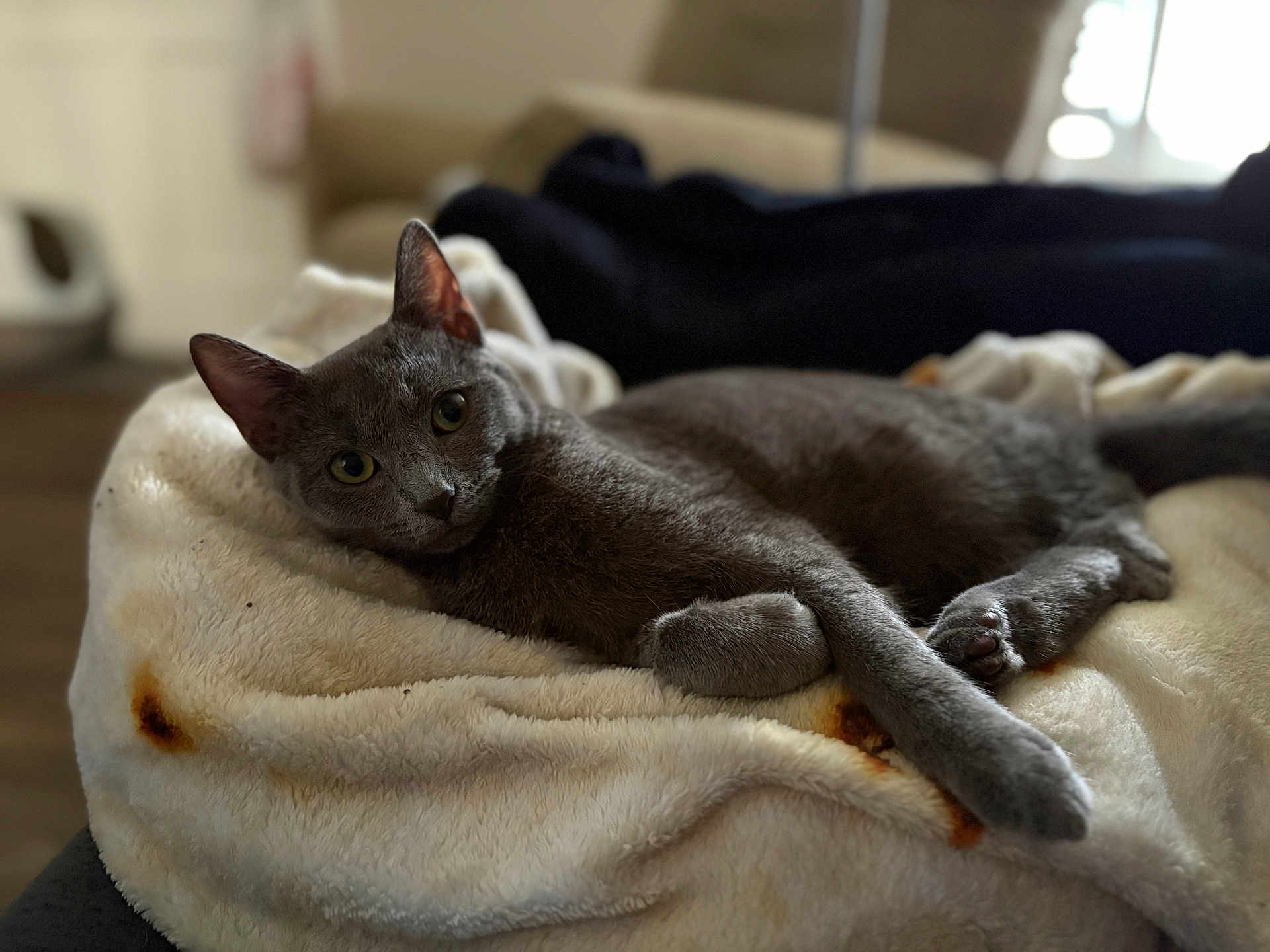 Dumpling joined the competition — help win amazing prizes! cat, feline, gray_cat, pet, indoor, cozy_blanket, blanket, paw, whiskers, green_eyes, fur, lounging, relaxed, portrait, bokeh, shallow_depth_of_field, living_room, sofa, home, closeup