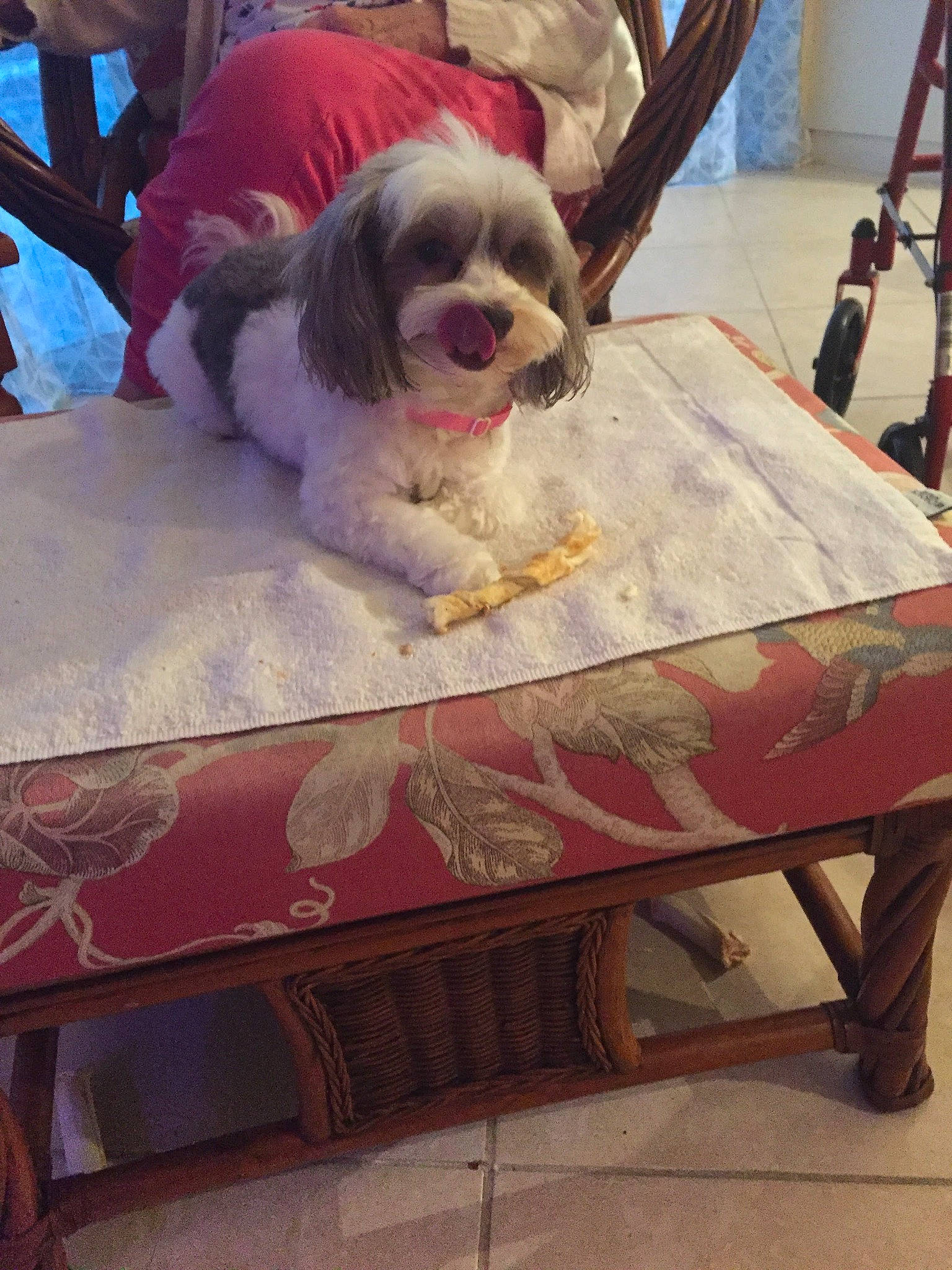 Tiramisu joined the competition — help win amazing prizes! box, canidae, carnivore, companion_dog, corgi_chihuahua, dog, dog_breed, fawn, flooring, fur, liver, magenta, outdoor_furniture, shih_tzu, sitting, sporting_group, table, toy_dog, wood, working_animal