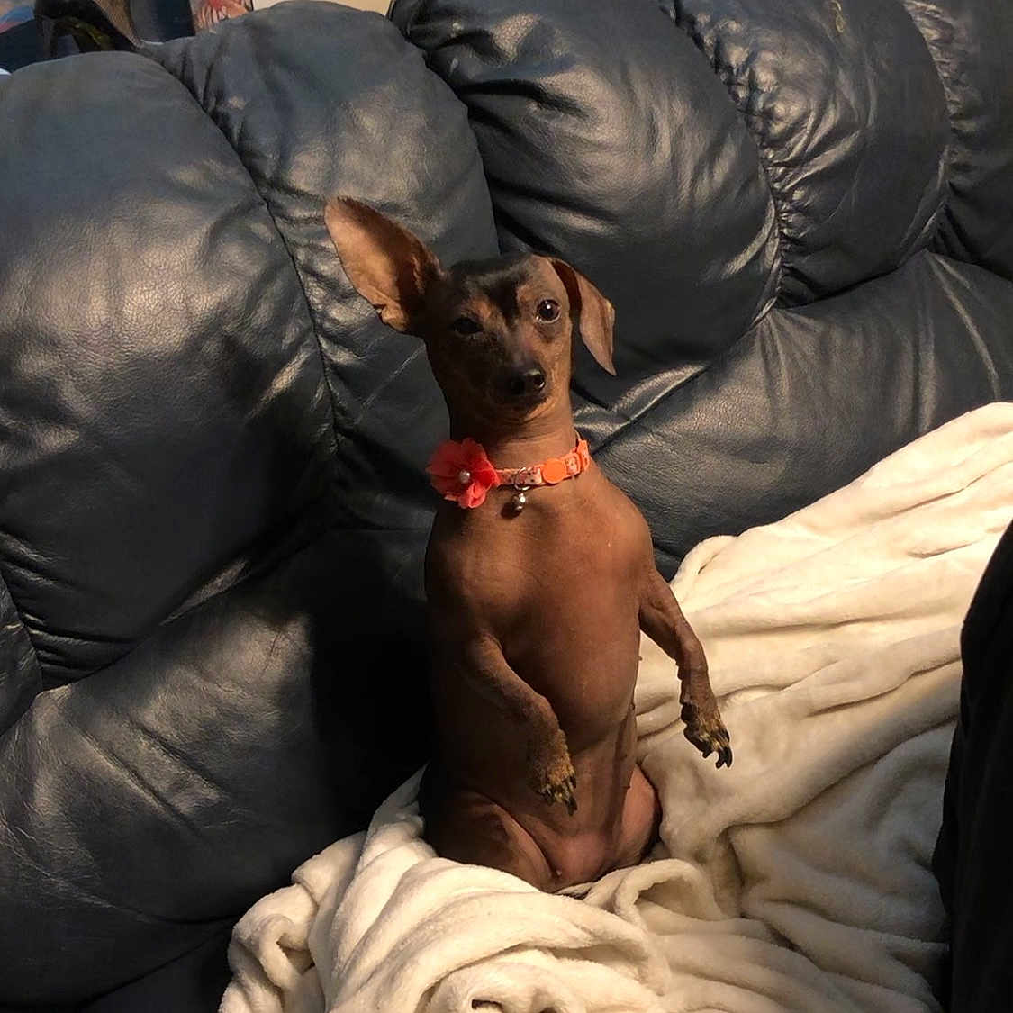 Minnie