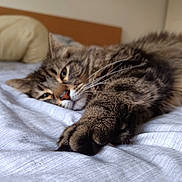 Rocky participe au concours pour gagner de l'argent avec cette photo : cat, tabby, pet, animal, bed, pillow, sleepy, fur, whiskers, relaxed, indoor, cozy, closeup, stretching, cute, mammal, domestic, feline, soft, resting