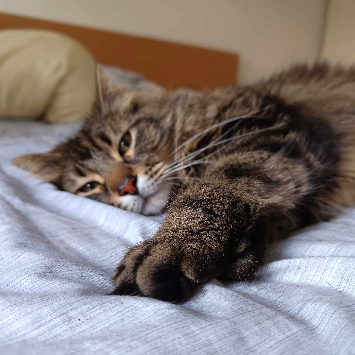Rocky participe au concours pour gagner de l'argent avec cette photo : animal, bed, cat, closeup, cozy, cute, domestic, feline, fur, indoor, mammal, pet, pillow, relaxed, resting, sleepy, soft, stretching, tabby, whiskers