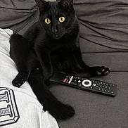 Chiper a rejoint le concours — aidez-le/la à gagner de superbes lots ! cat, black_cat, pet, animal, feline, yellow_eyes, sitting, couch, sofa, remote_control, living_room, indoors, fluffy_tail, black_fur, relaxed, looking_at_camera, portrait, home, furniture, photograph