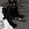 cat, black_cat, pet, animal, feline, yellow_eyes, sitting, couch, sofa, remote_control, living_room, indoors, fluffy_tail, black_fur, relaxed, looking_at_camera, portrait, home, furniture, photograph