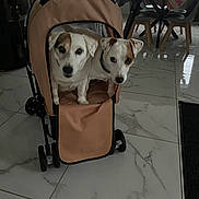Sunny a rejoint le concours — aidez-le/la à gagner de superbes lots ! dog, pet_stroller, indoor, tiled_floor, furniture, table, chairs, water_bottle, domestic, animal, brown_and_white, two_animals, floor_reflection, household, canine, collar, resting, close_together, cute, companion