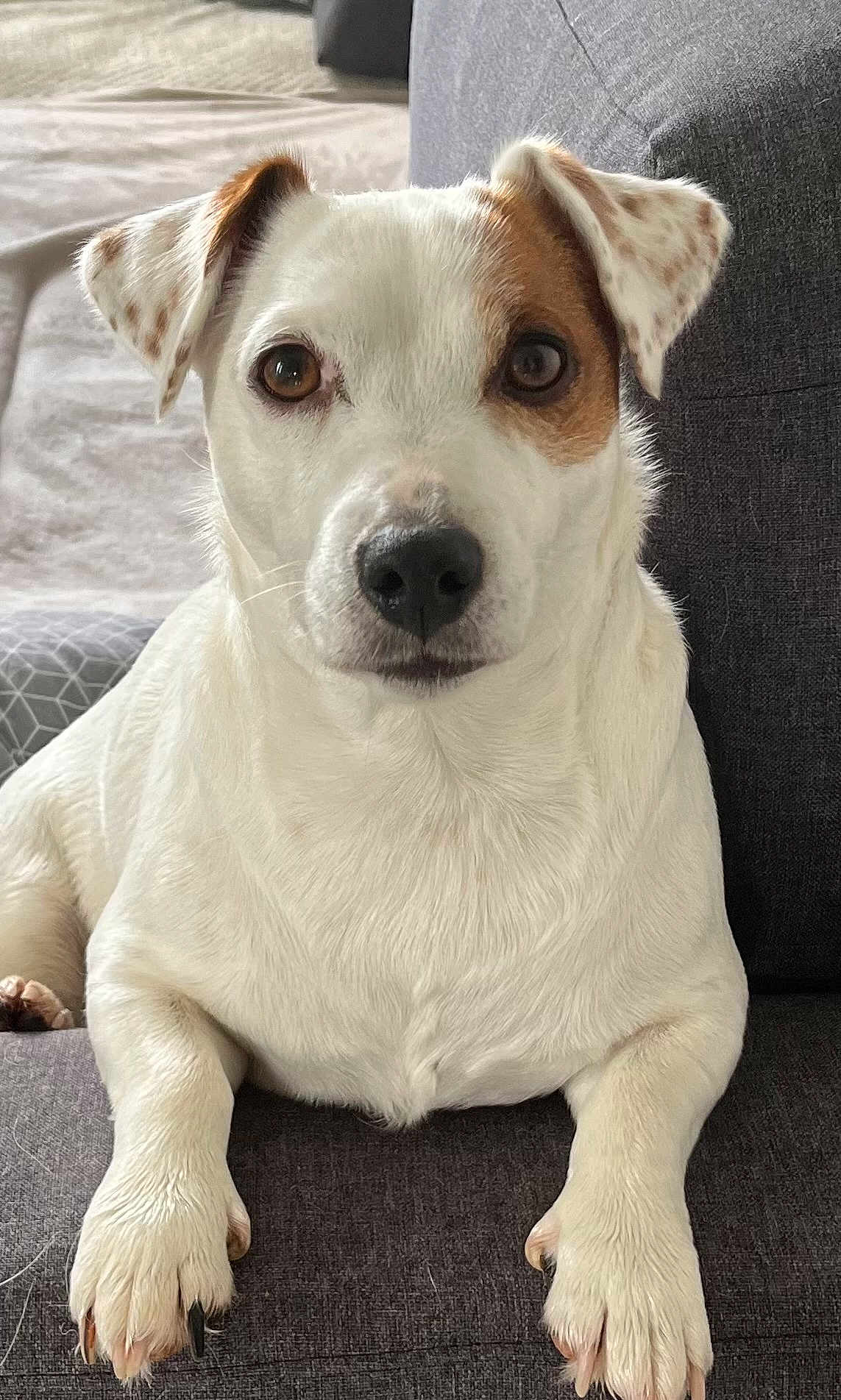 Sunny a rejoint le concours — aidez-le/la à gagner de superbes lots ! dog, white_dog, brown_patch, pet, animal, canine, cute, couch, indoor, fur, paw, ears, snout, sitting, relaxed, companion, friend, looking, domestic_animal, home