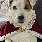 Sunny a rejoint le concours — aidez-le/la à gagner de superbes lots ! brooch, brown_patch, cape, closeup, costume, couch, crown, cute, dog, eyes, lace, living_room, nose, paws, pet, portrait, relaxed, royalty, smile, white_fur