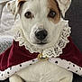 brooch, brown_patch, cape, closeup, costume, couch, crown, cute, dog, eyes, lace, living_room, nose, paws, pet, portrait, relaxed, royalty, smile, white_fur