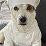 animal, brown_patch, chef_hat, close_up, costume, couch, cute, dog, domestic_dog, ears, eyes, furniture, hat, indoor, looking_at_camera, nose, paws, pet, portrait, white_coat