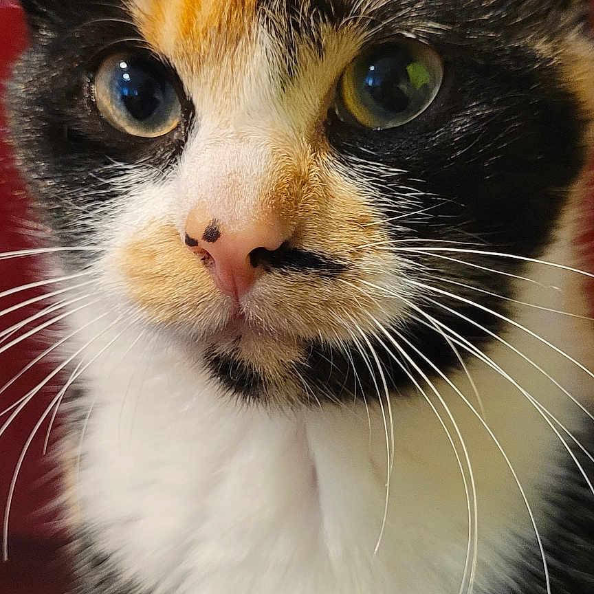 Câline a rejoint le concours — aidez-le/la à gagner de superbes lots ! abyssinian, animal, bodypart, brasssection, cat, horn, kitten, manx, mouth, musicalinstrument, person, pet, siamese, snout